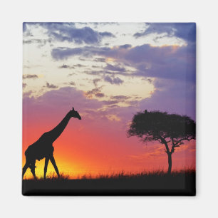 Imã Girafa silhuetada ao nascer do sol, Giraffa