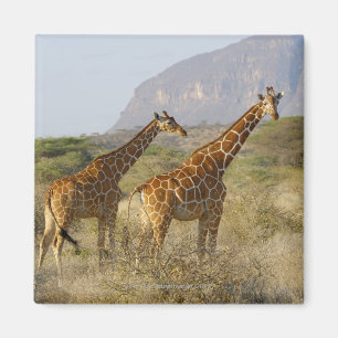 Imã Girafa Somali, Girafa Reticulada, Girafa