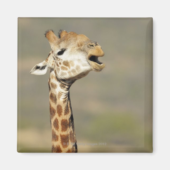 Imã Girafa-sul-africana (Giraffa camelopardalis) (Frente)