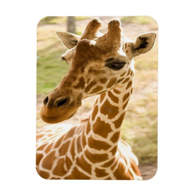 Ímã Girafa Zen (Vertical)