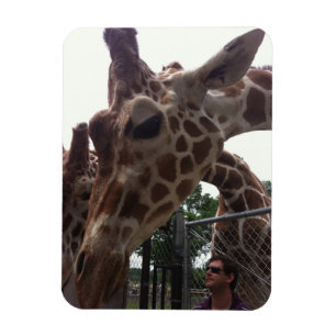 Ímã Girafas