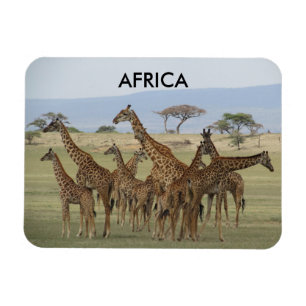 Ímã girafas africa