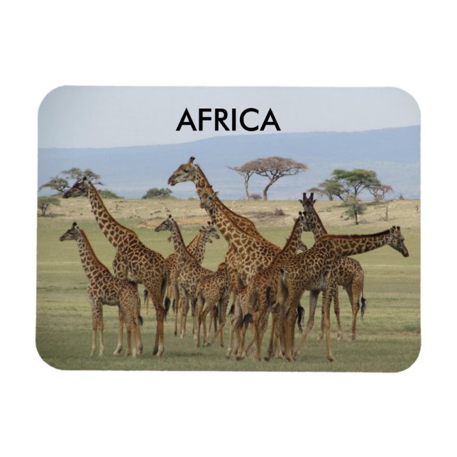 Ímã girafas áfrica (Horizontal)