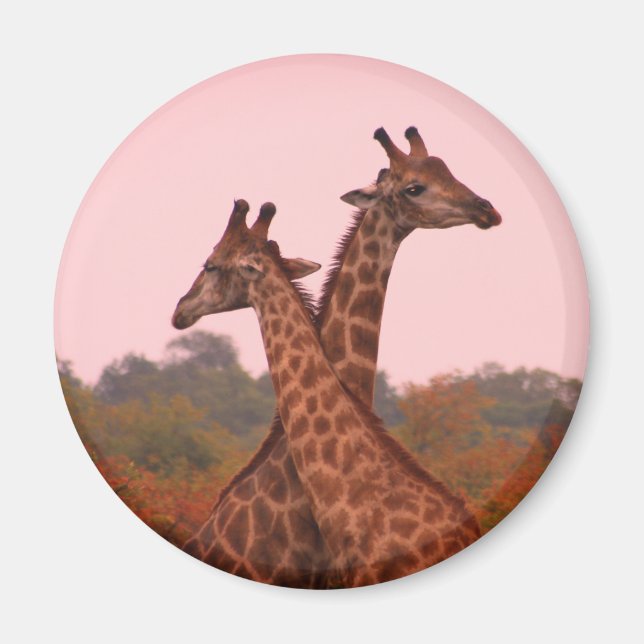Imã Girafas com céu rosa (Frente)