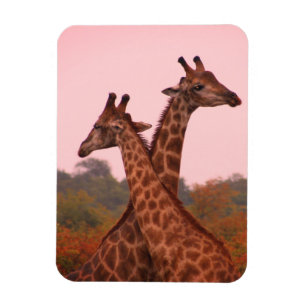 Ímã Girafas com céu rosa