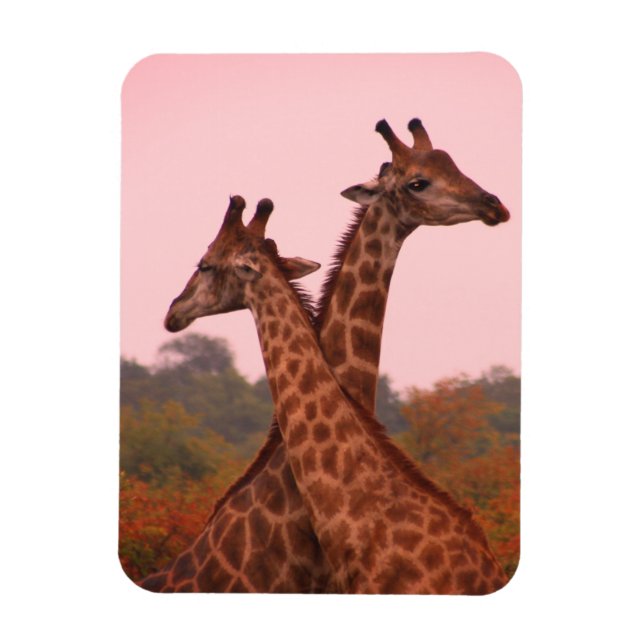 Ímã Girafas com céu rosa (Vertical)