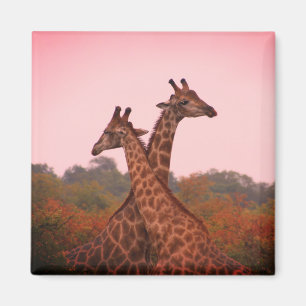 Imã Girafas com céu rosa