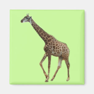 Imã Girafas e árvores,长 颈 鹿. Fotografia do zoológico a