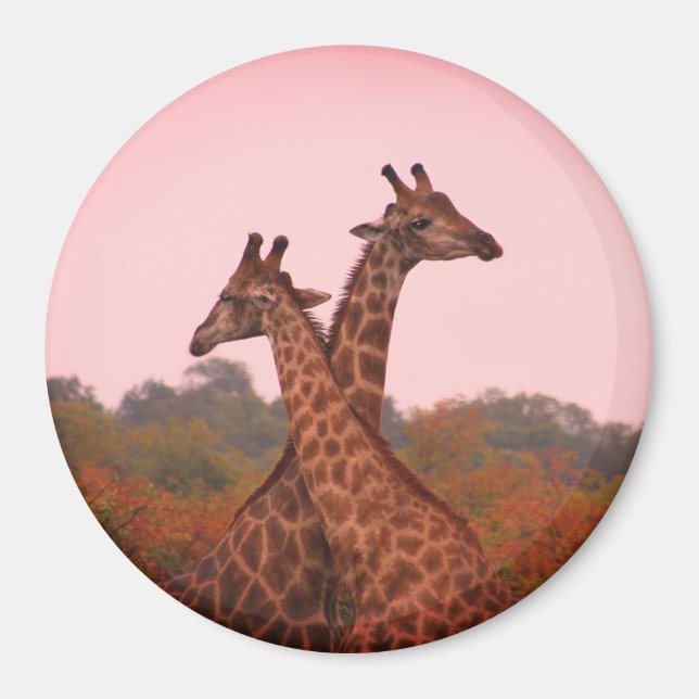 Imã Girafas em pé em mopani com céu rosa (Frente)
