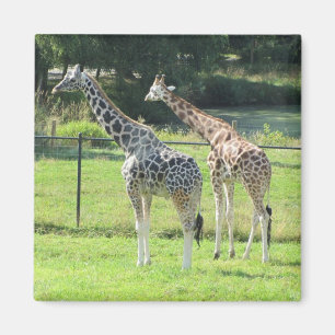Imã Girafas incríveis