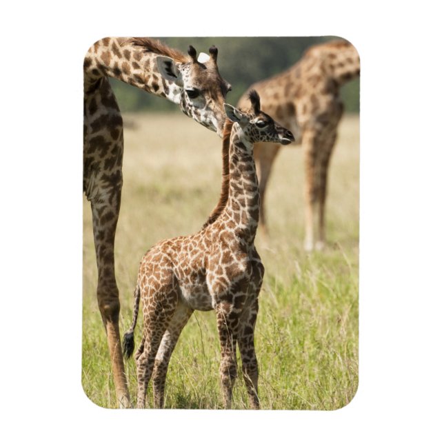 Ímã Girafas Masai, Giraffa camelopardalis 2 (Vertical)
