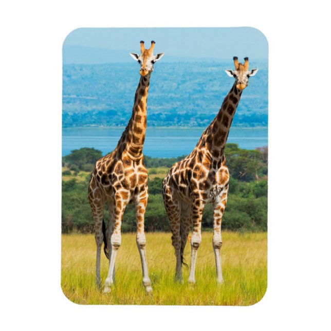 Ímã Girafas na Savana, Uganda (Vertical)