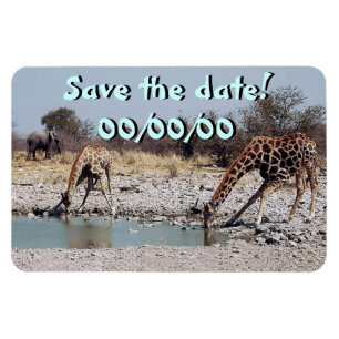 Ímã Girafas no buraco da água