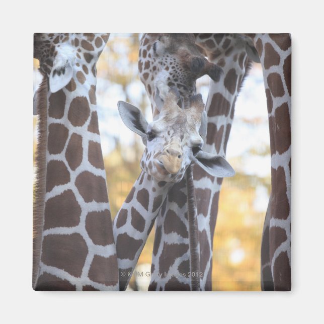 Imã Girafas no zoológico de Tama, zoológico de Tama, T (Frente)