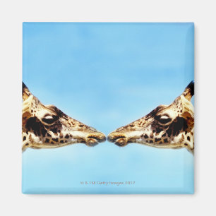 Imã Girafas que tocam nos narizes