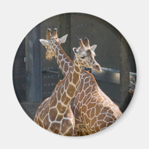 Imã giraffe2