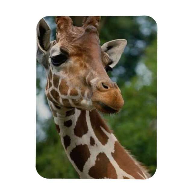 Ímã Giraffe Amantes da vida selvagem (Vertical)