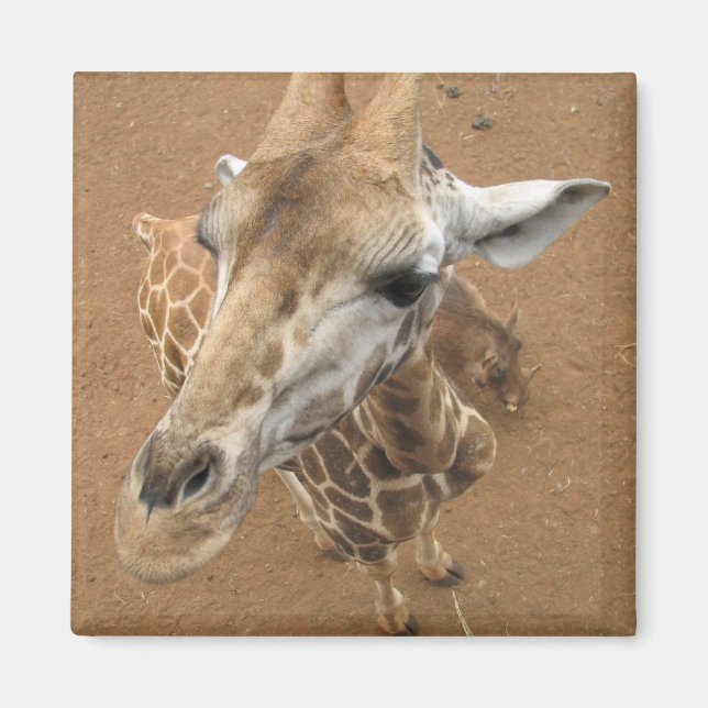 Imã Giraffe Gaze Magnet (Frente)