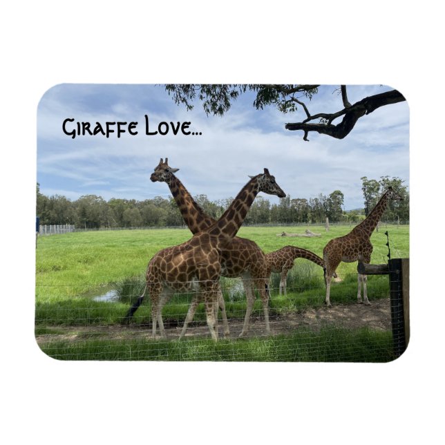Ímã Giraffe Love...Magnet (Horizontal)