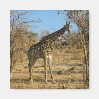 Imã Giraffe Magnet
