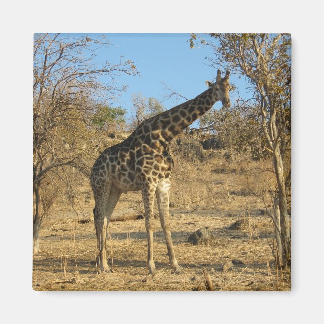 Imã Giraffe Magnet (Frente)