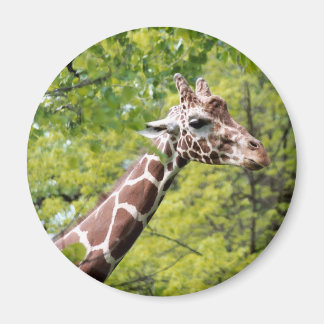 Imã Giraffe Magnet