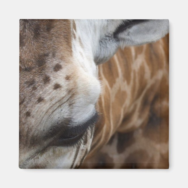 Imã Giraffe Magnet (Frente)