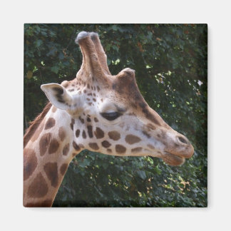 Imã Giraffe Magnet