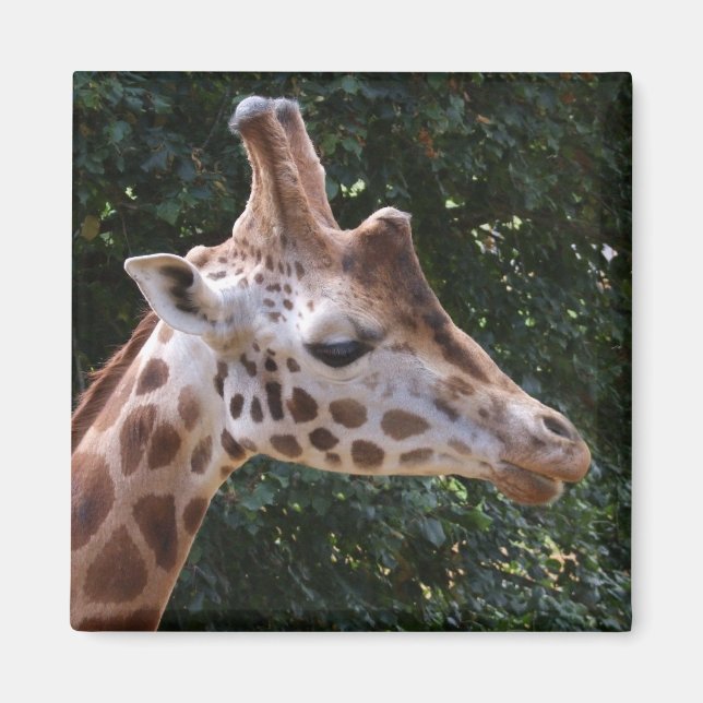 Imã Giraffe Magnet (Frente)