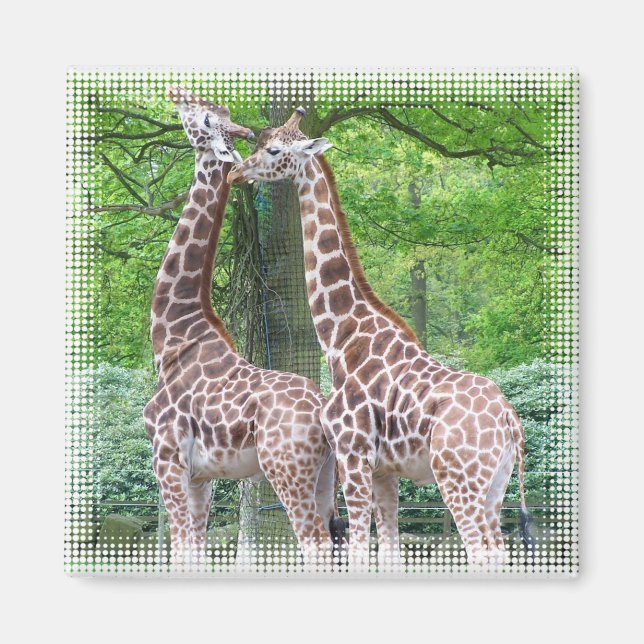 Imã Giraffe Pair Square Magnet (Frente)