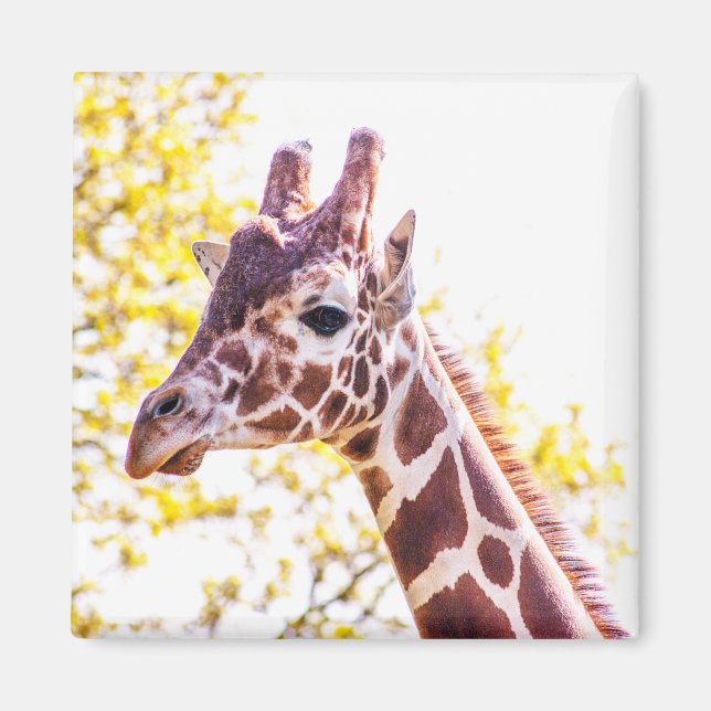 Imã Giraffe Portrait (Frente)
