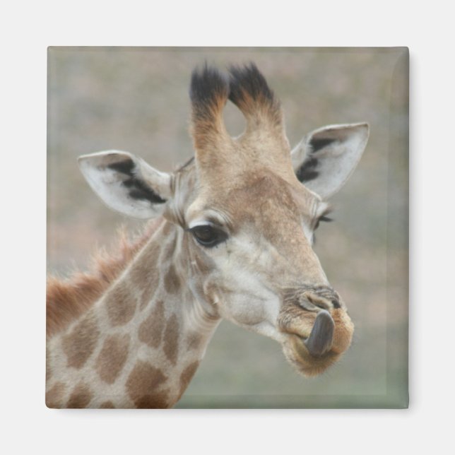 Imã Giraffe Tongue Magnet (Frente)