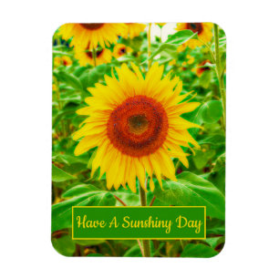Ímã Girassóis Campo Verde Amarelo Floral