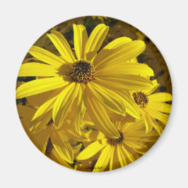 Imã Girassóis no zoológico