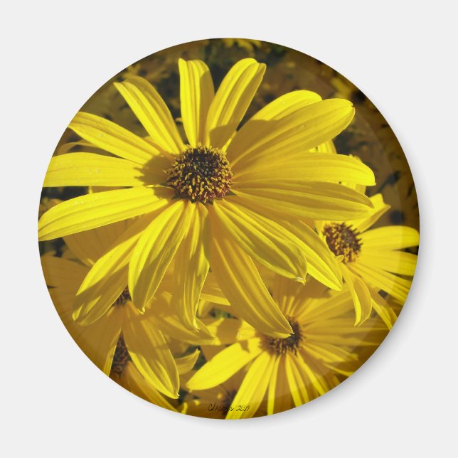 Imã Girassóis no zoológico (Frente)