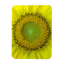 Girassol Amarelo