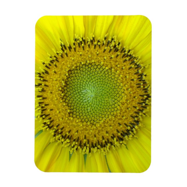Ímã Girassol Amarelo (Vertical)