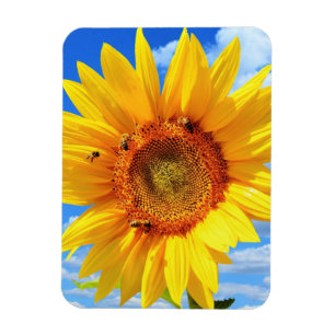 Ímã Girassol Amarelo e Abelhas no Céu Azul - Dia do V