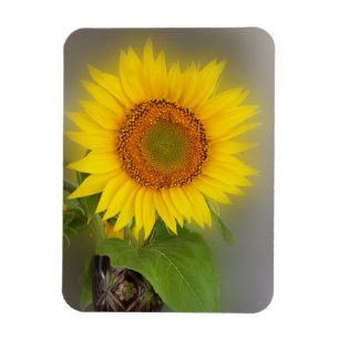 Ímã girassol brilhante