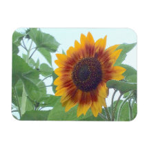 Girassol num céu azul pálido.