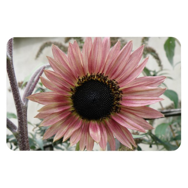 Ímã Girassol rosa pálido (Horizontal)