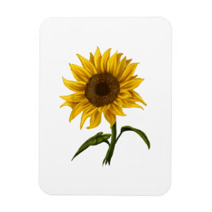 Ímã Girassol Sunshine Floral Watercolor Flor