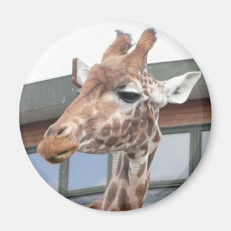 Imã Girraffe
