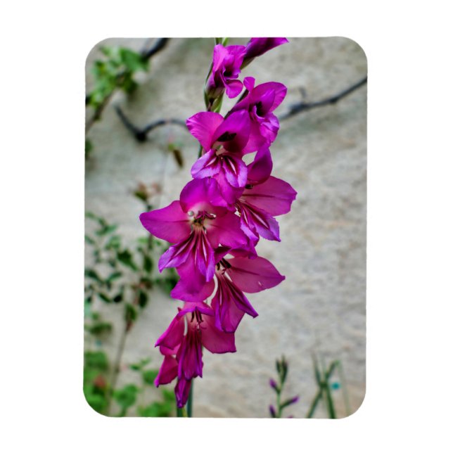 Ímã Gladiolus bizantino (Vertical)