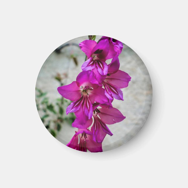 Imã Gladiolus bizantino (Frente)