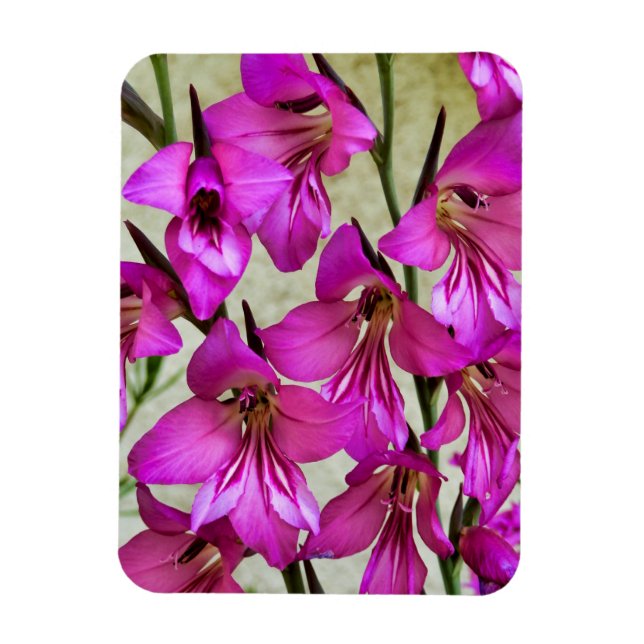 Ímã Gladiolus bizantino (Vertical)