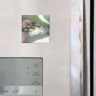 Imã Glider de Açúcar Dormindo em Aberto