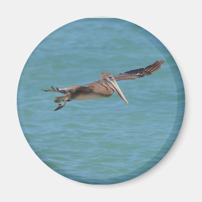 Imã Gliding Pelican (Frente)