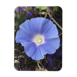 Ímã Glória-da-Manhã Azul Verdadeiro