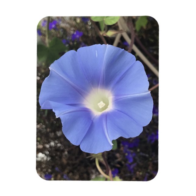 Ímã Glória-da-Manhã Azul Verdadeiro (Vertical)